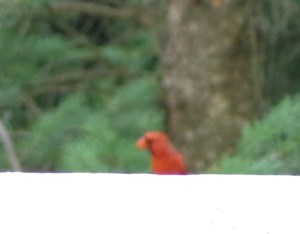 cardinal