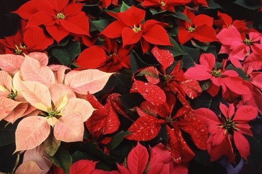 poinsettias-620466_960_720