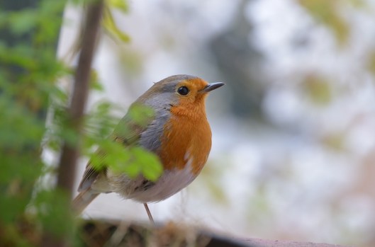 robin-255157_960_720