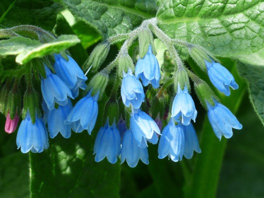 rough-comfrey-115168_960_720