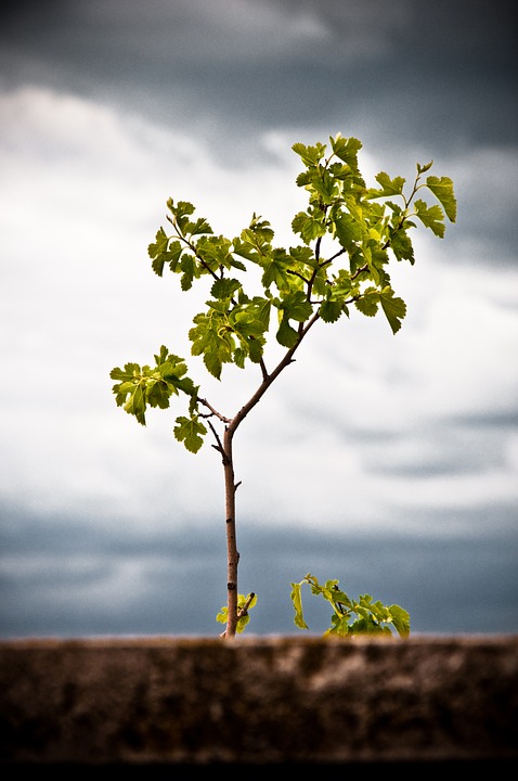 plant-1004284_960_720