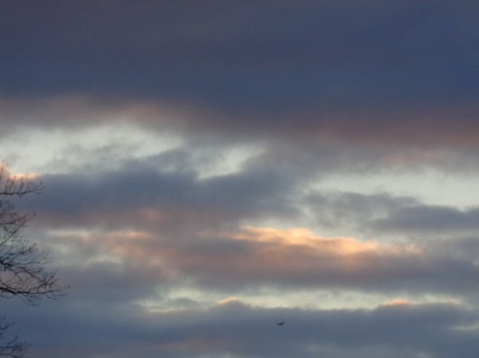 sky with bird
