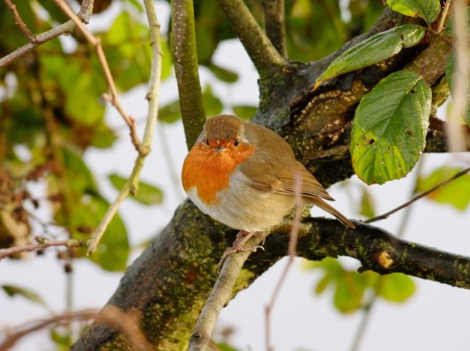 robin-175630_960_720