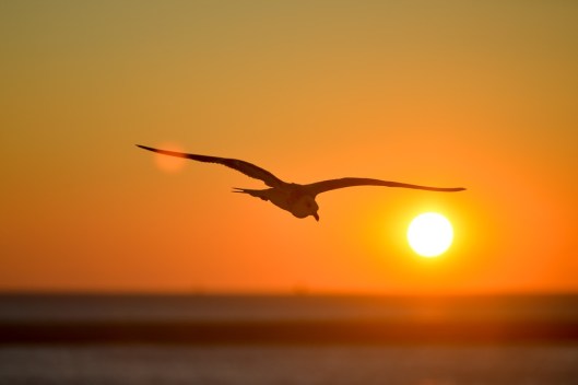 seagull-601287_960_720