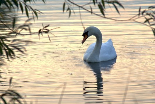 swan-983322_960_720