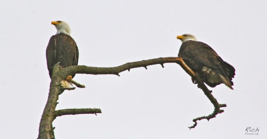 a-pair-of-eagles