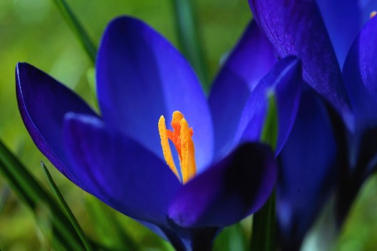 crocus-663160_960_720