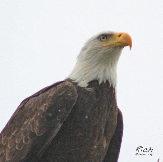 eagle-portrait