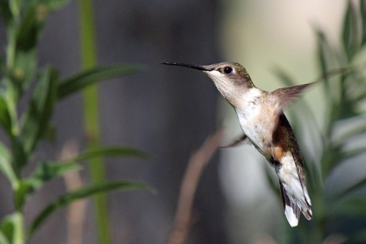hummingbird-371308_960_720
