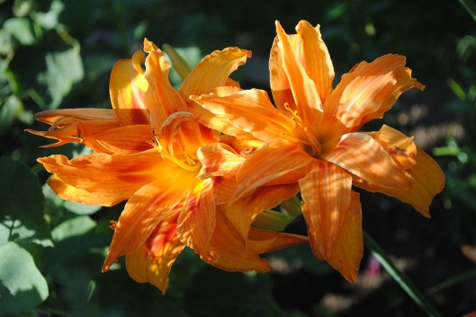 lilies-1168661_960_720