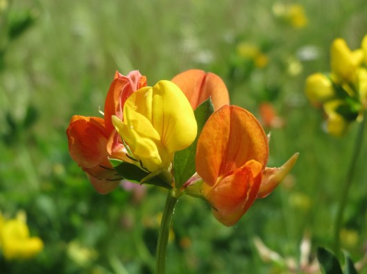 lotus-corniculatus-855451_960_720