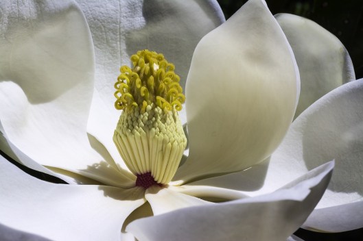 magnolia-1077384_960_720