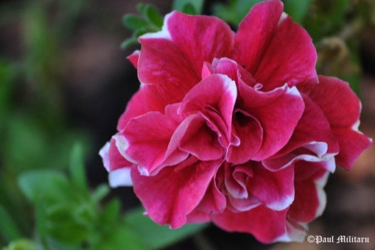 ornamental-flowers-1