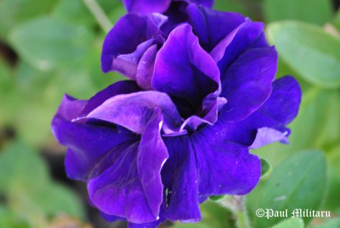 ornamental-flowers-4