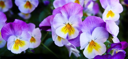 pansy-337140_960_720