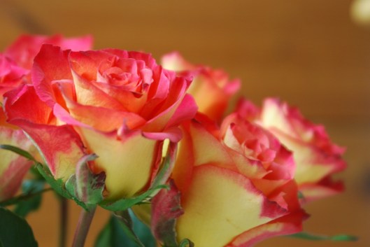 roses-1106331_960_720