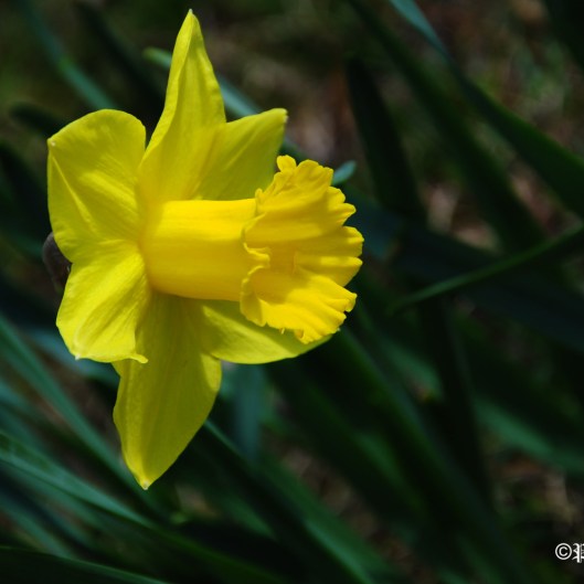 yellow-daffodil