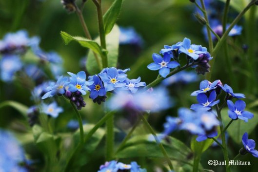 smiling-to-you-with-forget-me-not