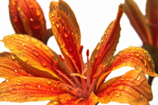 flower-641403_960_720