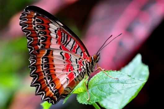 red-lacewing-1394296_960_720