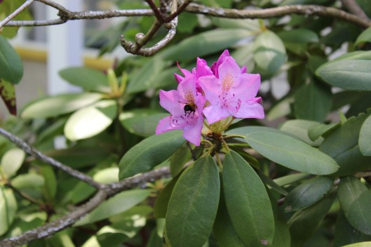 rhodo3