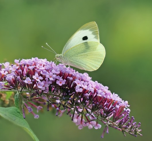 satyrinae-1403821_960_720