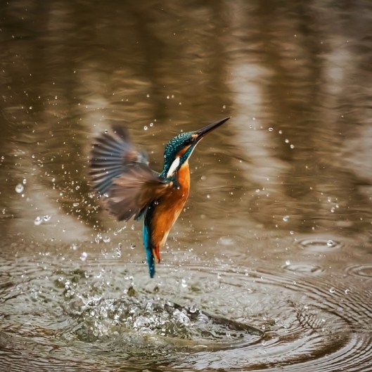 kingfisher-1068684_960_720