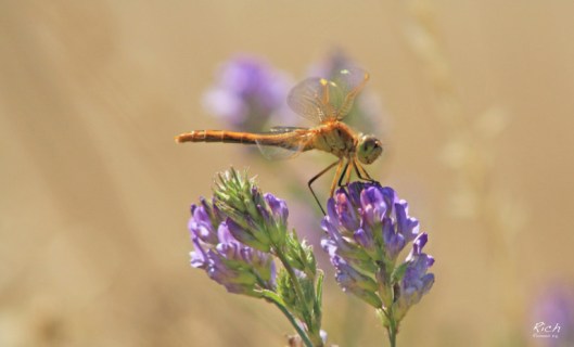 golden-dragonfly