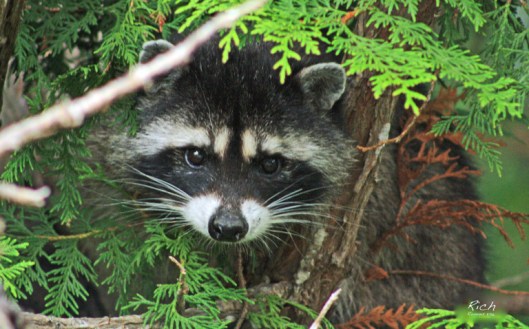 racoon