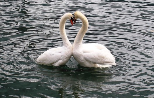 swans-342887_960_720