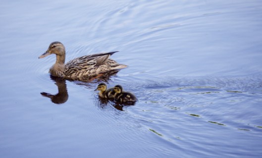 Duck and chicks