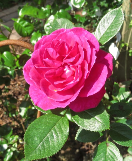 Rose Gloriana