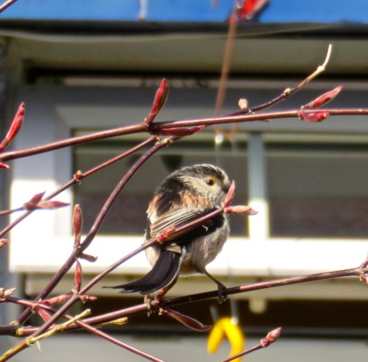 long-tailed-tit1