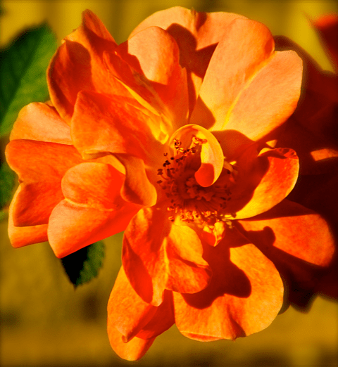 screen-shot-2016-09-27-at-10-07-54-pm