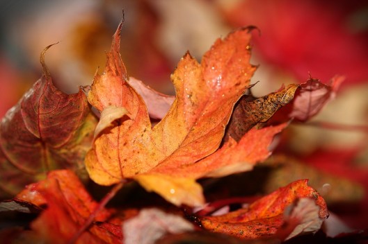 autumn-leaves-1693663_960_720