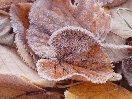 lipovina-1166176_960_720