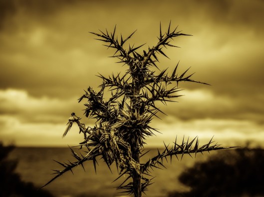 thorns-2013825_960_720